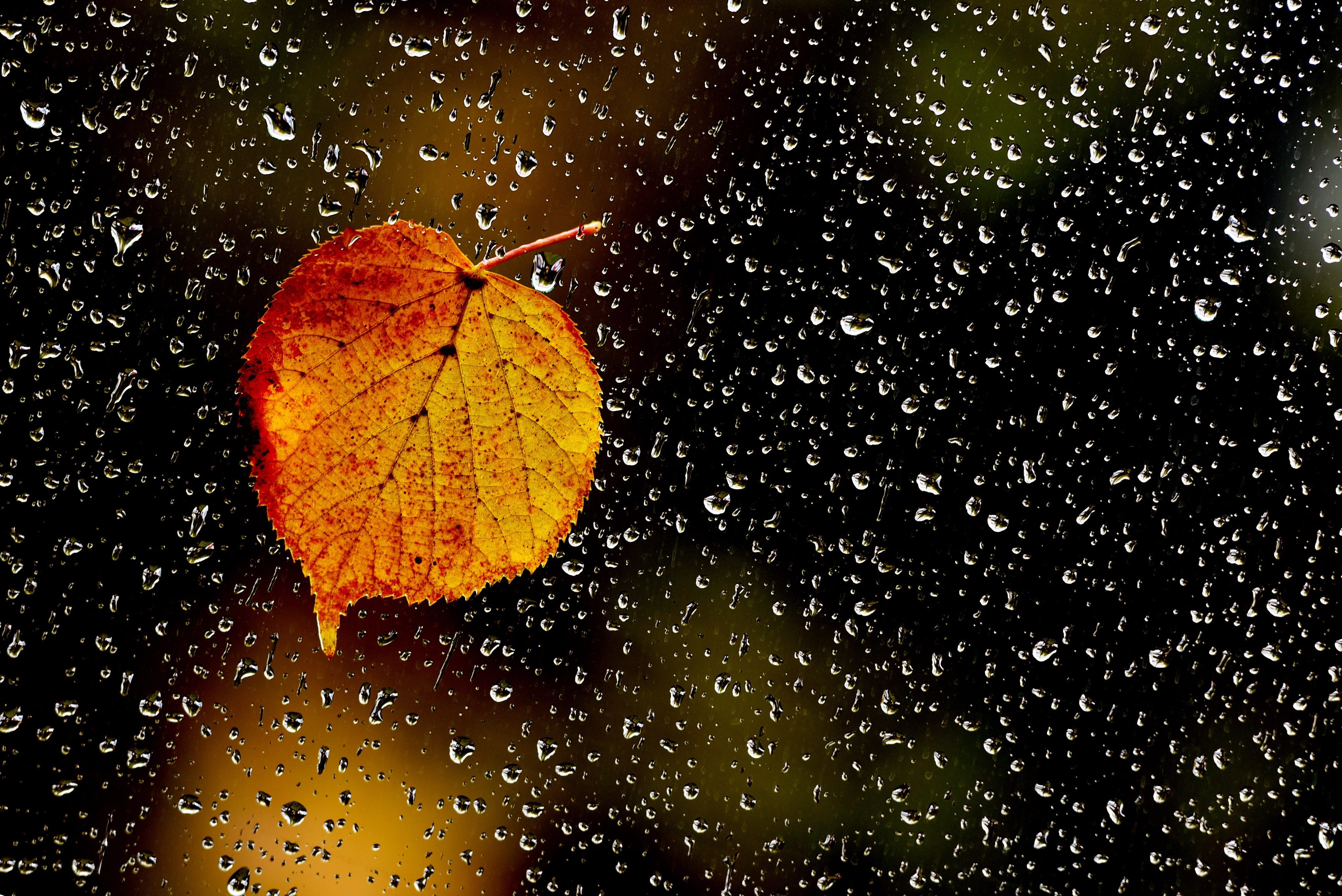 Resultado de imagem para folhas molhadas